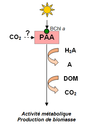 activité métabolique, production de biomasse