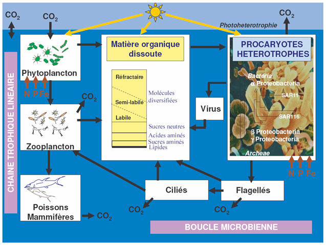 Boucle microbienne